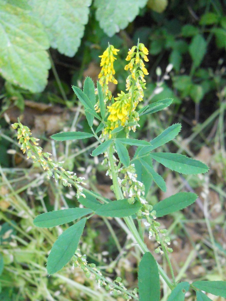 fiore giallo 2 - Melilotus sp.